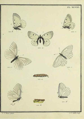 Reproducción/Reproduction 35731744071: Papillons d'Europe, peints d'après nature /. A Paris :Chez P.M. Delaguette, imprimeur-libraire ... ;1779-1792 [i.e. 1793]