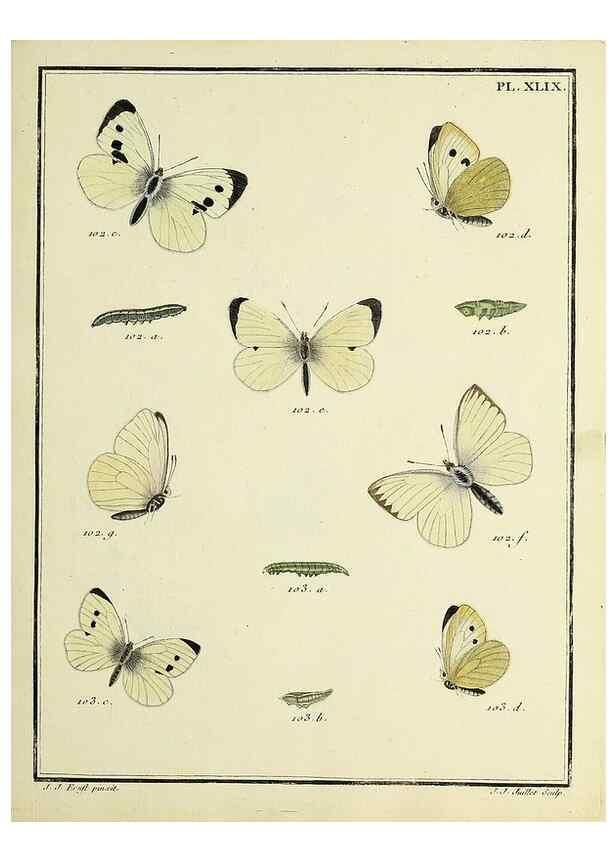 Reproducción/Reproduction 35023662224: Papillons d'Europe, peints d'après nature /. A Paris :Chez P.M. Delaguette, imprimeur-libraire ... ;1779-1792 [i.e. 1793]