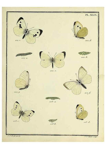 Reproducción/Reproduction 35023662224: Papillons d'Europe, peints d'après nature /. A Paris :Chez P.M. Delaguette, imprimeur-libraire ... ;1779-1792 [i.e. 1793]