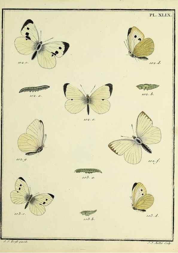Reproducción/Reproduction 35023662224: Papillons d'Europe, peints d'après nature /. A Paris :Chez P.M. Delaguette, imprimeur-libraire ... ;1779-1792 [i.e. 1793]