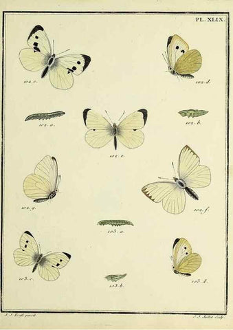 Reproducción/Reproduction 35023662224: Papillons d'Europe, peints d'après nature /. A Paris :Chez P.M. Delaguette, imprimeur-libraire ... ;1779-1792 [i.e. 1793]