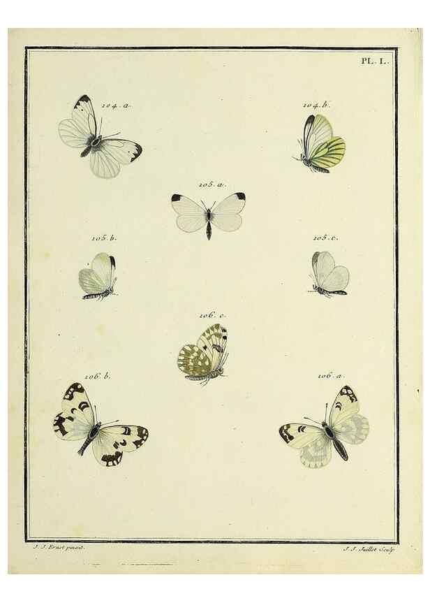 Reproducción/Reproduction 35475689860: Papillons d'Europe, peints d'après nature /. A Paris :Chez P.M. Delaguette, imprimeur-libraire ... ;1779-1792 [i.e. 1793]