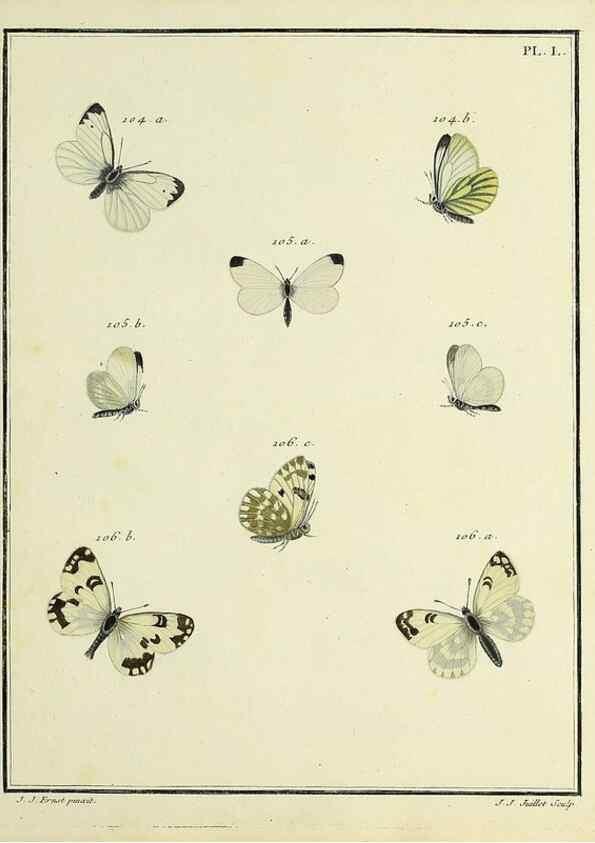 Reproducción/Reproduction 35475689860: Papillons d'Europe, peints d'après nature /. A Paris :Chez P.M. Delaguette, imprimeur-libraire ... ;1779-1792 [i.e. 1793]