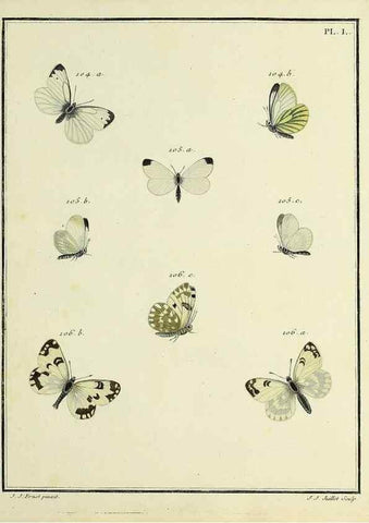 Reproducción/Reproduction 35475689860: Papillons d'Europe, peints d'après nature /. A Paris :Chez P.M. Delaguette, imprimeur-libraire ... ;1779-1792 [i.e. 1793]
