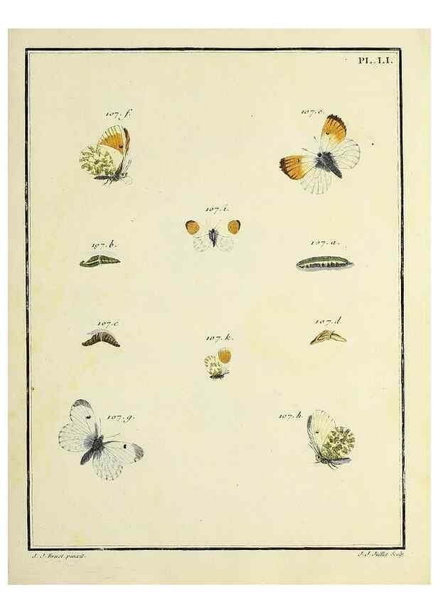 Reproducción/Reproduction 35822840476: Papillons d'Europe, peints d'après nature /. A Paris :Chez P.M. Delaguette, imprimeur-libraire ... ;1779-1792 [i.e. 1793]
