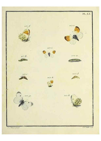 Reproducción/Reproduction 35822840476: Papillons d'Europe, peints d'après nature /. A Paris :Chez P.M. Delaguette, imprimeur-libraire ... ;1779-1792 [i.e. 1793]