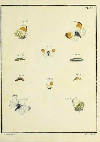 Reproducción/Reproduction 35822840476: Papillons d'Europe, peints d'après nature /. A Paris :Chez P.M. Delaguette, imprimeur-libraire ... ;1779-1792 [i.e. 1793]