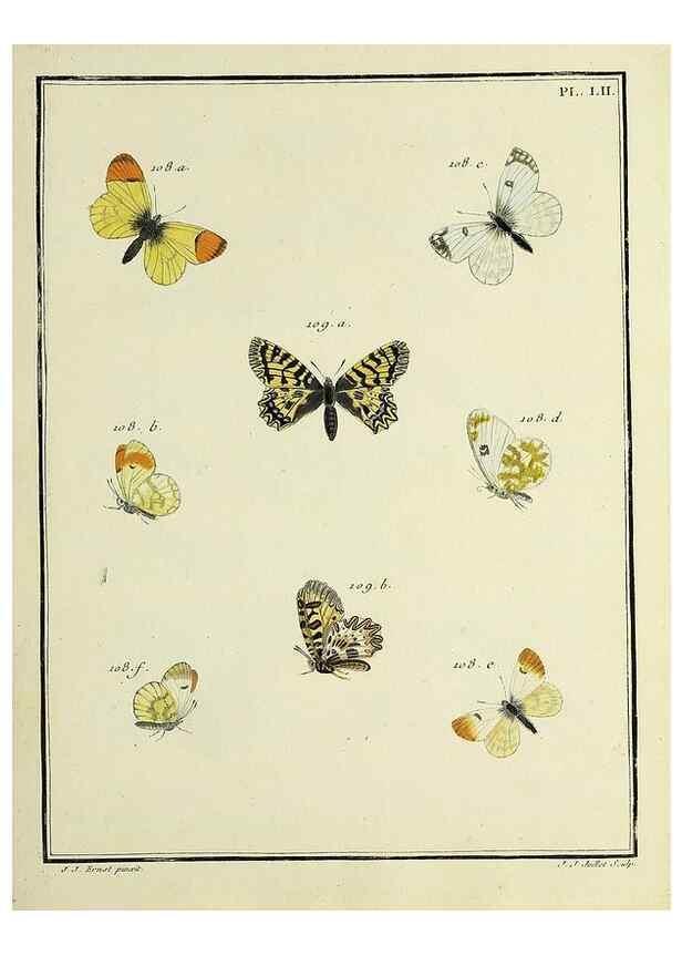Reproducción/Reproduction 35054152213: Papillons d'Europe, peints d'après nature /. A Paris :Chez P.M. Delaguette, imprimeur-libraire ... ;1779-1792 [i.e. 1793]