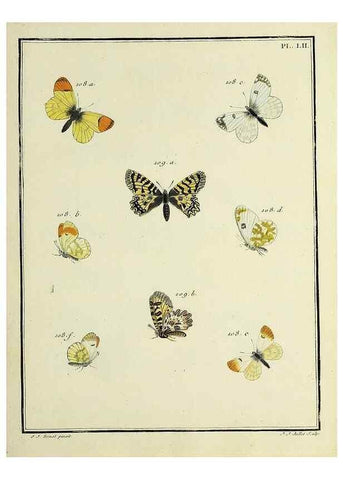 Reproducción/Reproduction 35054152213: Papillons d'Europe, peints d'après nature /. A Paris :Chez P.M. Delaguette, imprimeur-libraire ... ;1779-1792 [i.e. 1793]