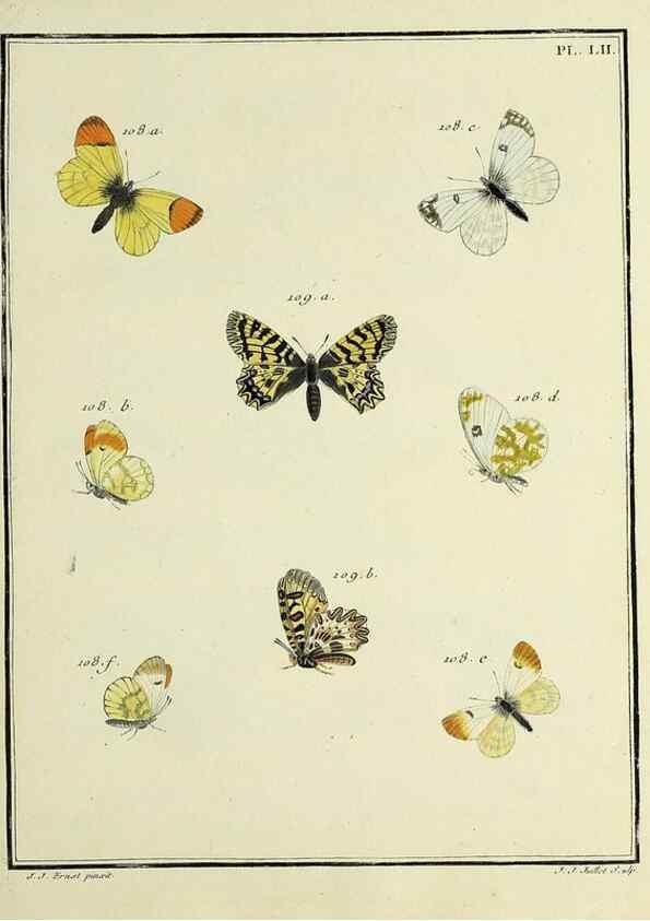 Reproducción/Reproduction 35054152213: Papillons d'Europe, peints d'après nature /. A Paris :Chez P.M. Delaguette, imprimeur-libraire ... ;1779-1792 [i.e. 1793]
