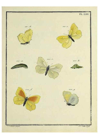 Reproducción/Reproduction 35054154393: Papillons d'Europe, peints d'après nature /. A Paris :Chez P.M. Delaguette, imprimeur-libraire ... ;1779-1792 [i.e. 1793]
