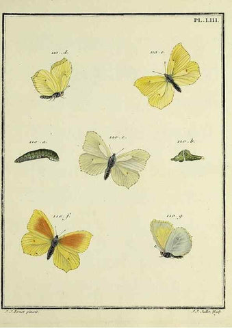 Reproducción/Reproduction 35054154393: Papillons d'Europe, peints d'après nature /. A Paris :Chez P.M. Delaguette, imprimeur-libraire ... ;1779-1792 [i.e. 1793]