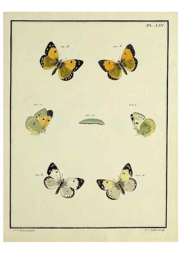 Reproducción/Reproduction 35054156433: Papillons d'Europe, peints d'après nature /. A Paris :Chez P.M. Delaguette, imprimeur-libraire ... ;1779-1792 [i.e. 1793]