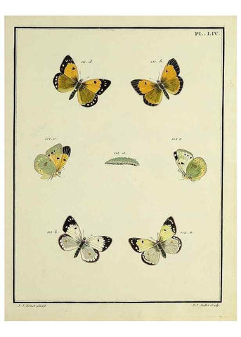 Reproducción/Reproduction 35054156433: Papillons d'Europe, peints d'après nature /. A Paris :Chez P.M. Delaguette, imprimeur-libraire ... ;1779-1792 [i.e. 1793]