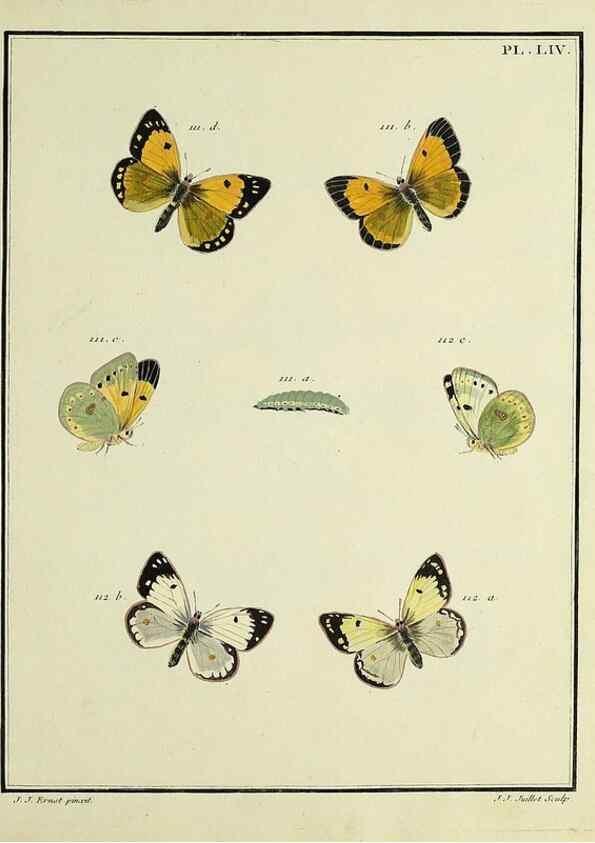 Reproducción/Reproduction 35054156433: Papillons d'Europe, peints d'après nature /. A Paris :Chez P.M. Delaguette, imprimeur-libraire ... ;1779-1792 [i.e. 1793]
