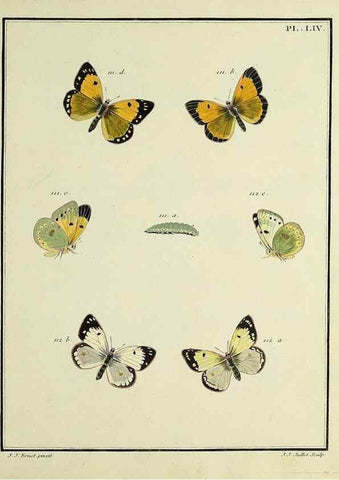Reproducción/Reproduction 35054156433: Papillons d'Europe, peints d'après nature /. A Paris :Chez P.M. Delaguette, imprimeur-libraire ... ;1779-1792 [i.e. 1793]