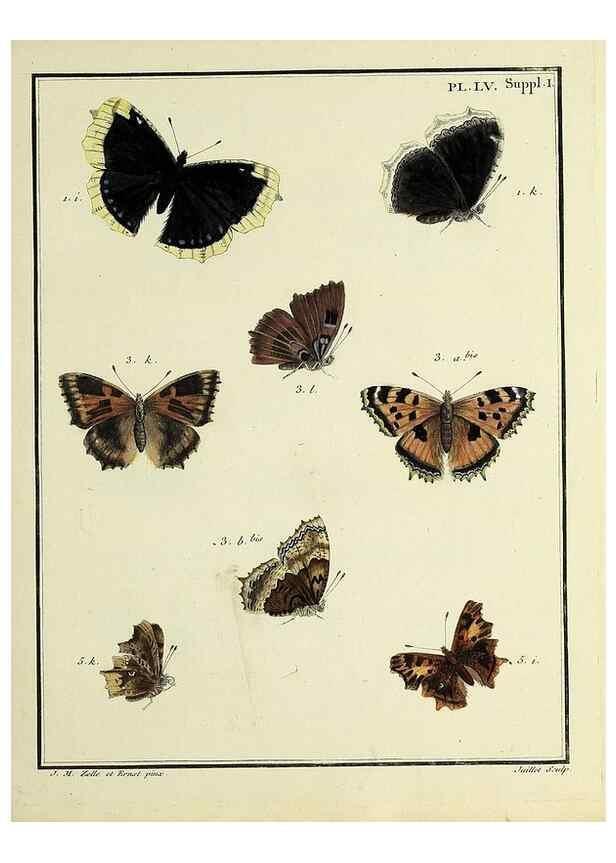 Reproducción/Reproduction 35054158453: Papillons d'Europe, peints d'après nature /. A Paris :Chez P.M. Delaguette, imprimeur-libraire ... ;1779-1792 [i.e. 1793]