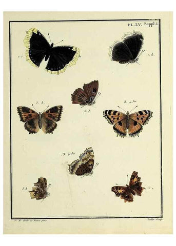 Reproducción/Reproduction 35054158453: Papillons d'Europe, peints d'après nature /. A Paris :Chez P.M. Delaguette, imprimeur-libraire ... ;1779-1792 [i.e. 1793]