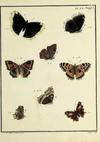 Reproducción/Reproduction 35054158453: Papillons d'Europe, peints d'après nature /. A Paris :Chez P.M. Delaguette, imprimeur-libraire ... ;1779-1792 [i.e. 1793]
