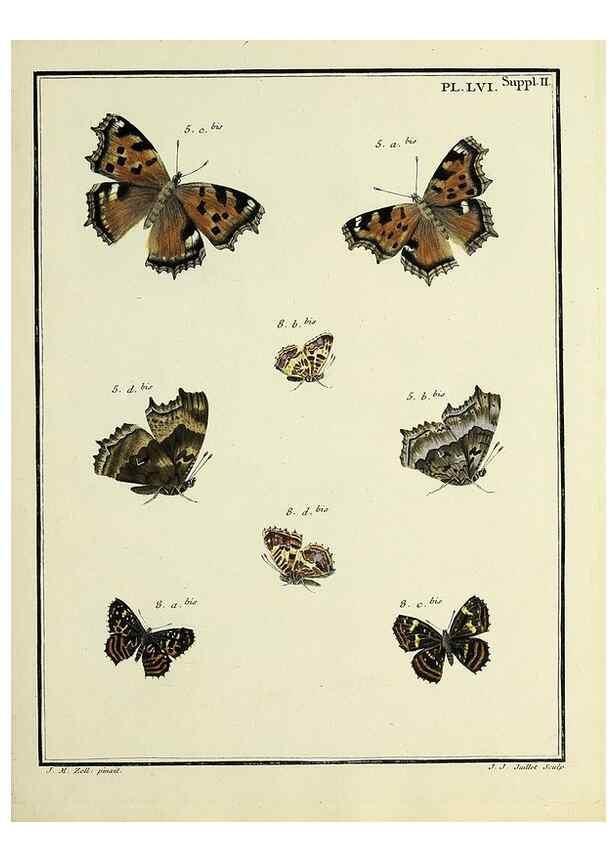 Reproducción/Reproduction 35054160983: Papillons d'Europe, peints d'après nature /. A Paris :Chez P.M. Delaguette, imprimeur-libraire ... ;1779-1792 [i.e. 1793]