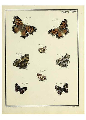 Reproducción/Reproduction 35054160983: Papillons d'Europe, peints d'après nature /. A Paris :Chez P.M. Delaguette, imprimeur-libraire ... ;1779-1792 [i.e. 1793]