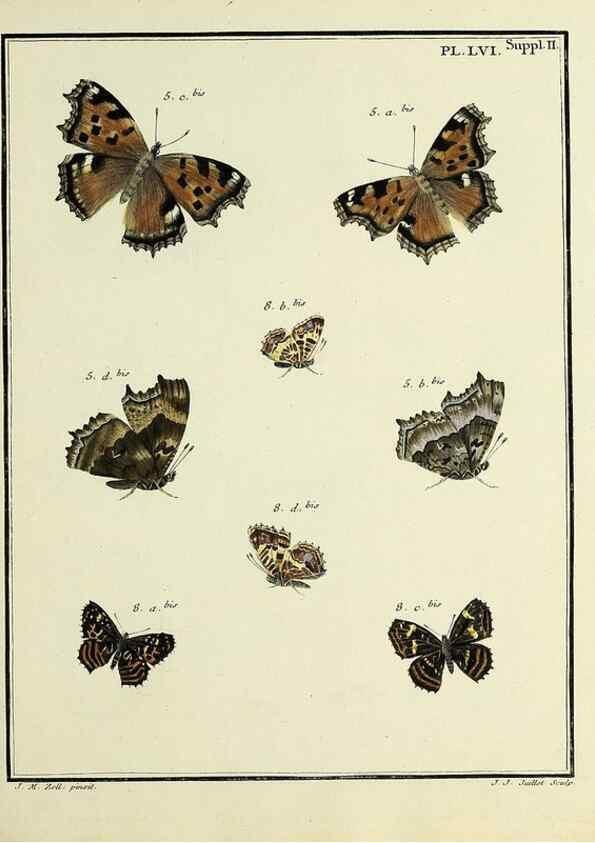 Reproducción/Reproduction 35054160983: Papillons d'Europe, peints d'après nature /. A Paris :Chez P.M. Delaguette, imprimeur-libraire ... ;1779-1792 [i.e. 1793]