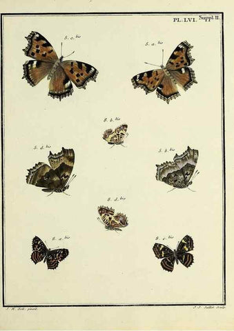 Reproducción/Reproduction 35054160983: Papillons d'Europe, peints d'après nature /. A Paris :Chez P.M. Delaguette, imprimeur-libraire ... ;1779-1792 [i.e. 1793]