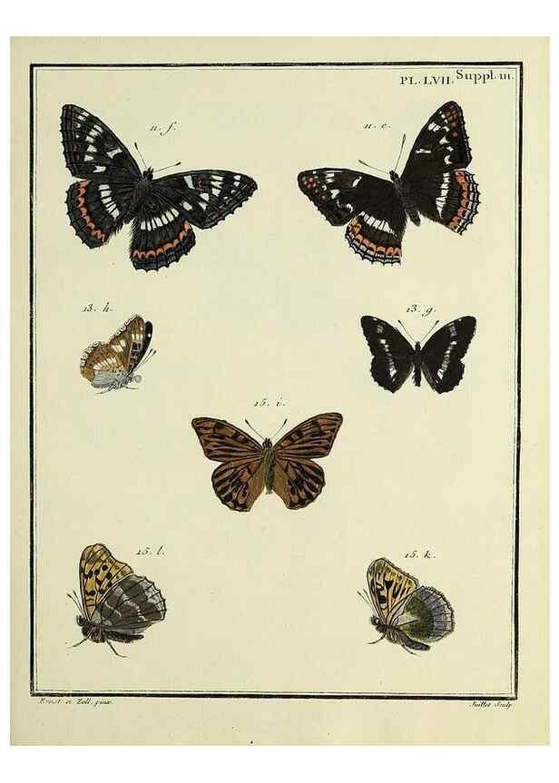 Reproducción/Reproduction 35822855116: Papillons d'Europe, peints d'après nature /. A Paris :Chez P.M. Delaguette, imprimeur-libraire ... ;1779-1792 [i.e. 1793]