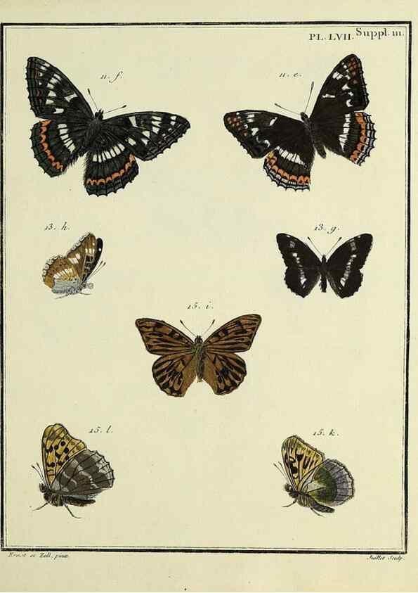 Reproducción/Reproduction 35822855116: Papillons d'Europe, peints d'après nature /. A Paris :Chez P.M. Delaguette, imprimeur-libraire ... ;1779-1792 [i.e. 1793]