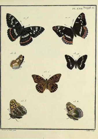 Reproducción/Reproduction 35822855116: Papillons d'Europe, peints d'après nature /. A Paris :Chez P.M. Delaguette, imprimeur-libraire ... ;1779-1792 [i.e. 1793]