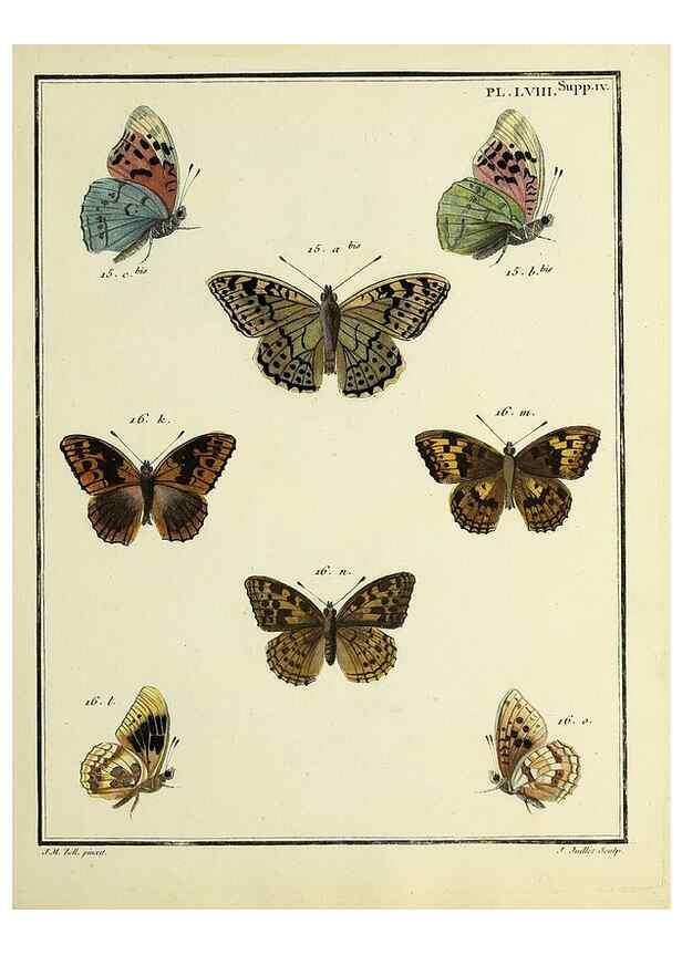 Reproducción/Reproduction 35822858226: Papillons d'Europe, peints d'après nature /. A Paris :Chez P.M. Delaguette, imprimeur-libraire ... ;1779-1792 [i.e. 1793]