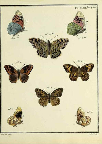 Reproducción/Reproduction 35822858226: Papillons d'Europe, peints d'après nature /. A Paris :Chez P.M. Delaguette, imprimeur-libraire ... ;1779-1792 [i.e. 1793]