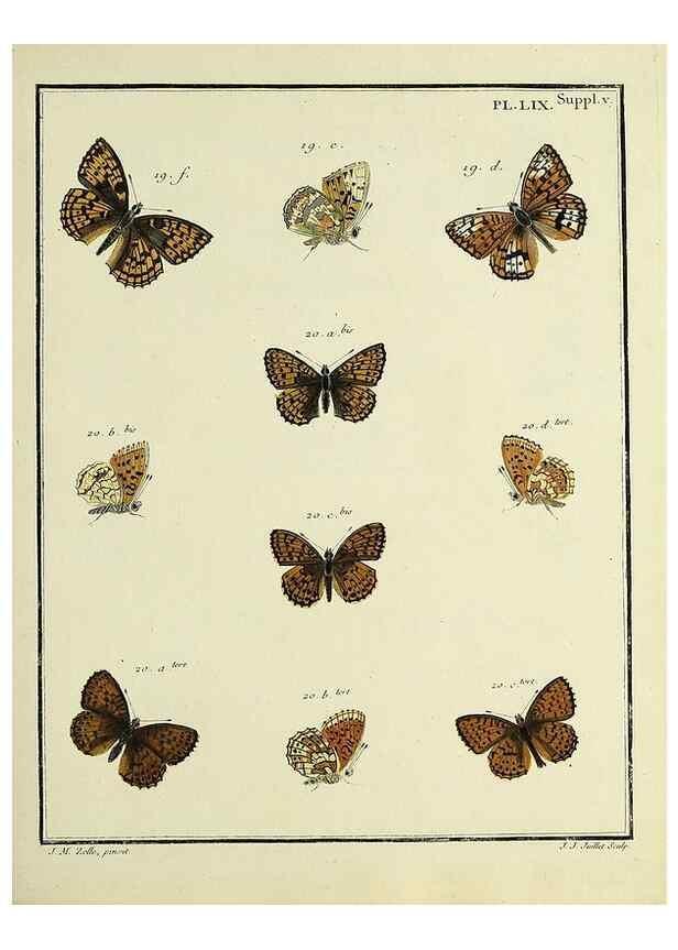 Reproducción/Reproduction 35822861556: Papillons d'Europe, peints d'après nature /. A Paris :Chez P.M. Delaguette, imprimeur-libraire ... ;1779-1792 [i.e. 1793]