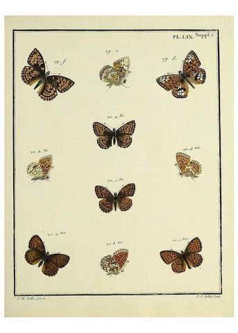 Reproducción/Reproduction 35822861556: Papillons d'Europe, peints d'après nature /. A Paris :Chez P.M. Delaguette, imprimeur-libraire ... ;1779-1792 [i.e. 1793]