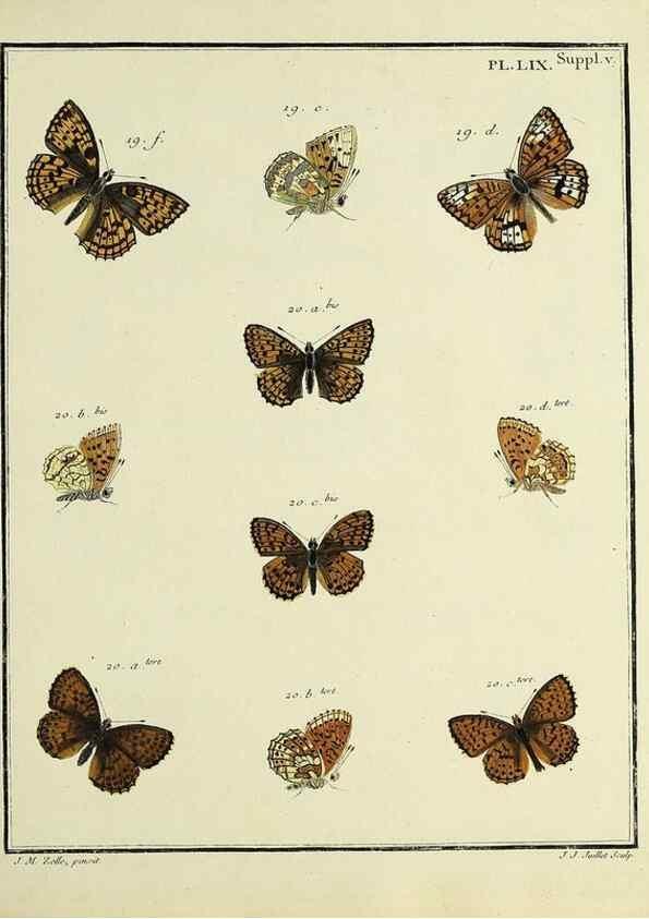 Reproducción/Reproduction 35822861556: Papillons d'Europe, peints d'après nature /. A Paris :Chez P.M. Delaguette, imprimeur-libraire ... ;1779-1792 [i.e. 1793]