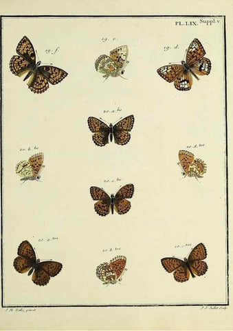 Reproducción/Reproduction 35822861556: Papillons d'Europe, peints d'après nature /. A Paris :Chez P.M. Delaguette, imprimeur-libraire ... ;1779-1792 [i.e. 1793]