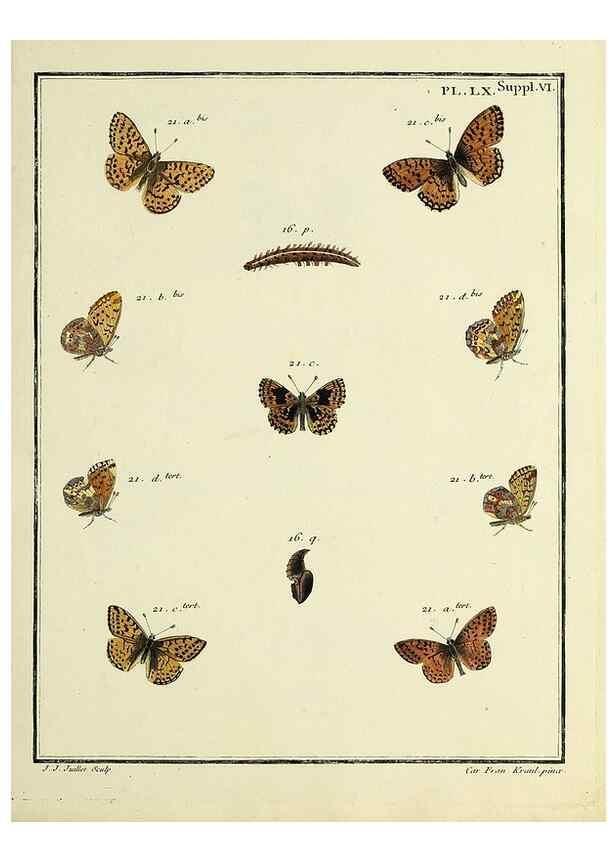 Reproducción/Reproduction 35822865266: Papillons d'Europe, peints d'après nature /. A Paris :Chez P.M. Delaguette, imprimeur-libraire ... ;1779-1792 [i.e. 1793]