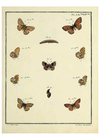 Reproducción/Reproduction 35822865266: Papillons d'Europe, peints d'après nature /. A Paris :Chez P.M. Delaguette, imprimeur-libraire ... ;1779-1792 [i.e. 1793]