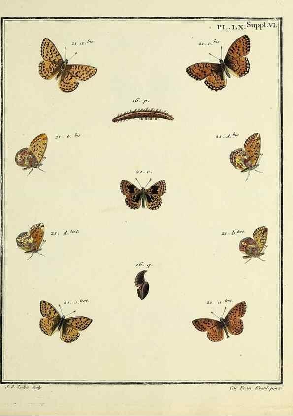 Reproducción/Reproduction 35822865266: Papillons d'Europe, peints d'après nature /. A Paris :Chez P.M. Delaguette, imprimeur-libraire ... ;1779-1792 [i.e. 1793]