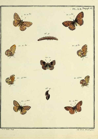 Reproducción/Reproduction 35822865266: Papillons d'Europe, peints d'après nature /. A Paris :Chez P.M. Delaguette, imprimeur-libraire ... ;1779-1792 [i.e. 1793]