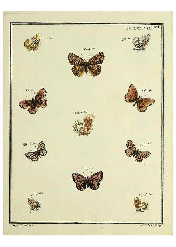 Reproducción/Reproduction 35822868106: Papillons d'Europe, peints d'après nature /. A Paris :Chez P.M. Delaguette, imprimeur-libraire ... ;1779-1792 [i.e. 1793]