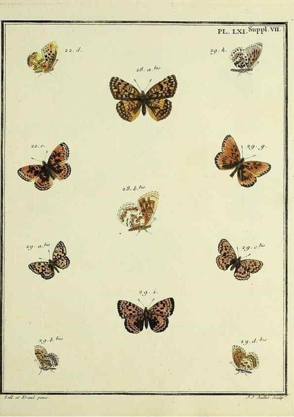 Reproducción/Reproduction 35822868106: Papillons d'Europe, peints d'après nature /. A Paris :Chez P.M. Delaguette, imprimeur-libraire ... ;1779-1792 [i.e. 1793]