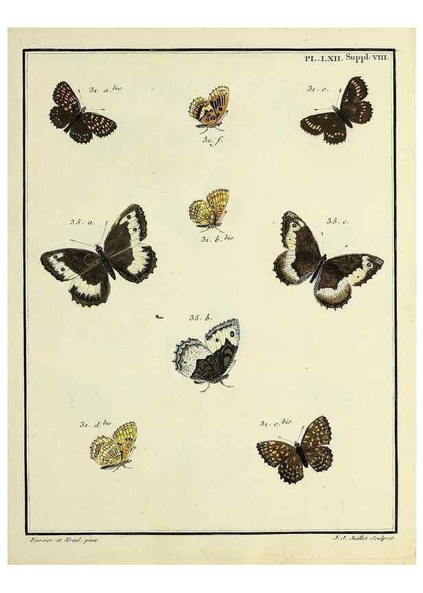 Reproducción/Reproduction 35822872096: Papillons d'Europe, peints d'après nature /. A Paris :Chez P.M. Delaguette, imprimeur-libraire ... ;1779-1792 [i.e. 1793]