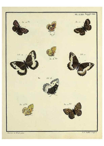 Reproducción/Reproduction 35822872096: Papillons d'Europe, peints d'après nature /. A Paris :Chez P.M. Delaguette, imprimeur-libraire ... ;1779-1792 [i.e. 1793]