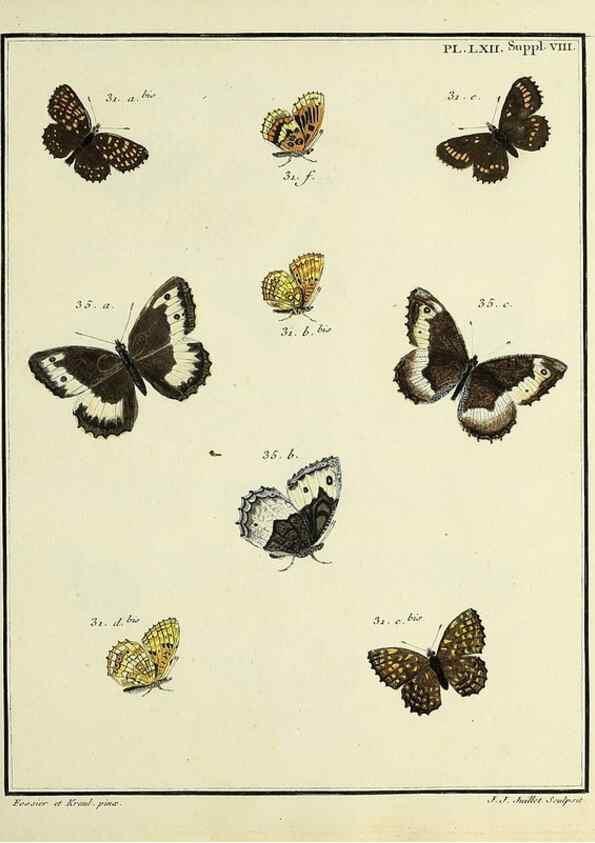 Reproducción/Reproduction 35822872096: Papillons d'Europe, peints d'après nature /. A Paris :Chez P.M. Delaguette, imprimeur-libraire ... ;1779-1792 [i.e. 1793]