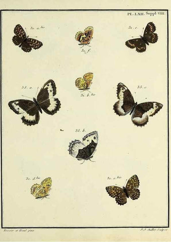 Reproducción/Reproduction 35822872096: Papillons d'Europe, peints d'après nature /. A Paris :Chez P.M. Delaguette, imprimeur-libraire ... ;1779-1792 [i.e. 1793]