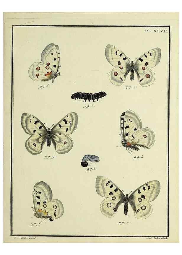 Reproducción/Reproduction 35475685150: Papillons d'Europe, peints d'après nature /. A Paris :Chez P.M. Delaguette, imprimeur-libraire ... ;1779-1792 [i.e. 1793]