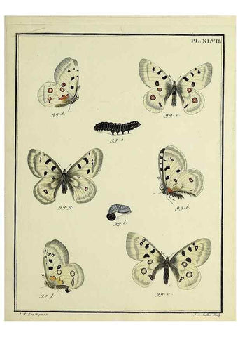 Reproducción/Reproduction 35475685150: Papillons d'Europe, peints d'après nature /. A Paris :Chez P.M. Delaguette, imprimeur-libraire ... ;1779-1792 [i.e. 1793]