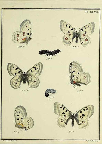 Reproducción/Reproduction 35475685150: Papillons d'Europe, peints d'après nature /. A Paris :Chez P.M. Delaguette, imprimeur-libraire ... ;1779-1792 [i.e. 1793]