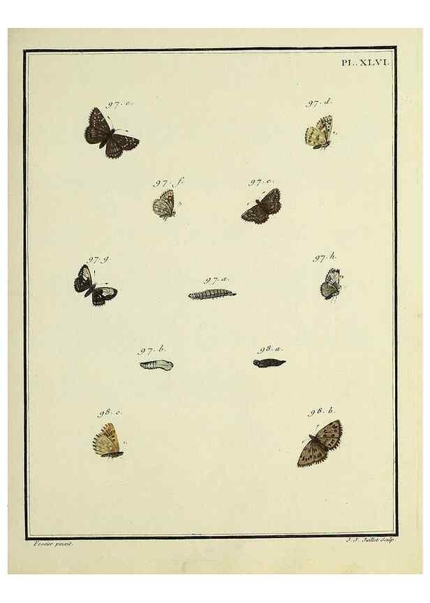 Reproducción/Reproduction 35863471495: Papillons d'Europe, peints d'après nature /. A Paris :Chez P.M. Delaguette, imprimeur-libraire ... ;1779-1792 [i.e. 1793]